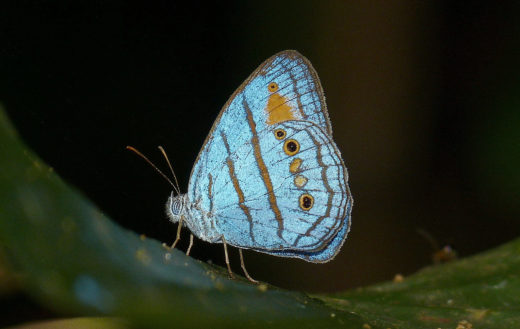 Papillon du Pérou