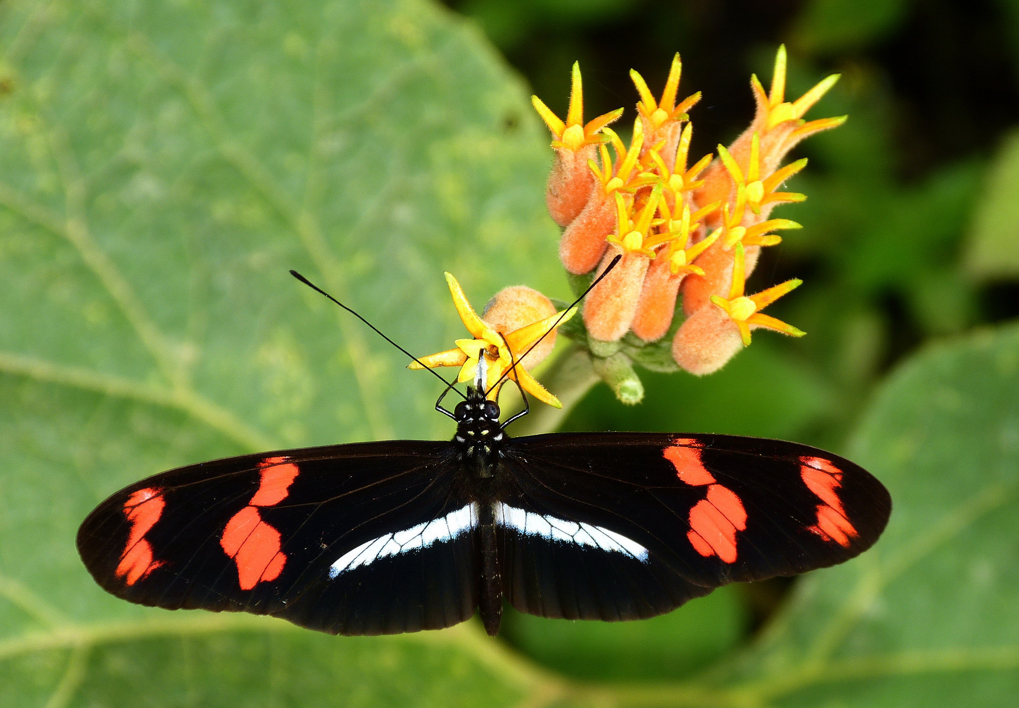 Papillon Heliconius telesiphe Pérou