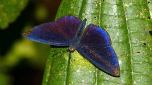 Papillon péruvien Metacharis regalis