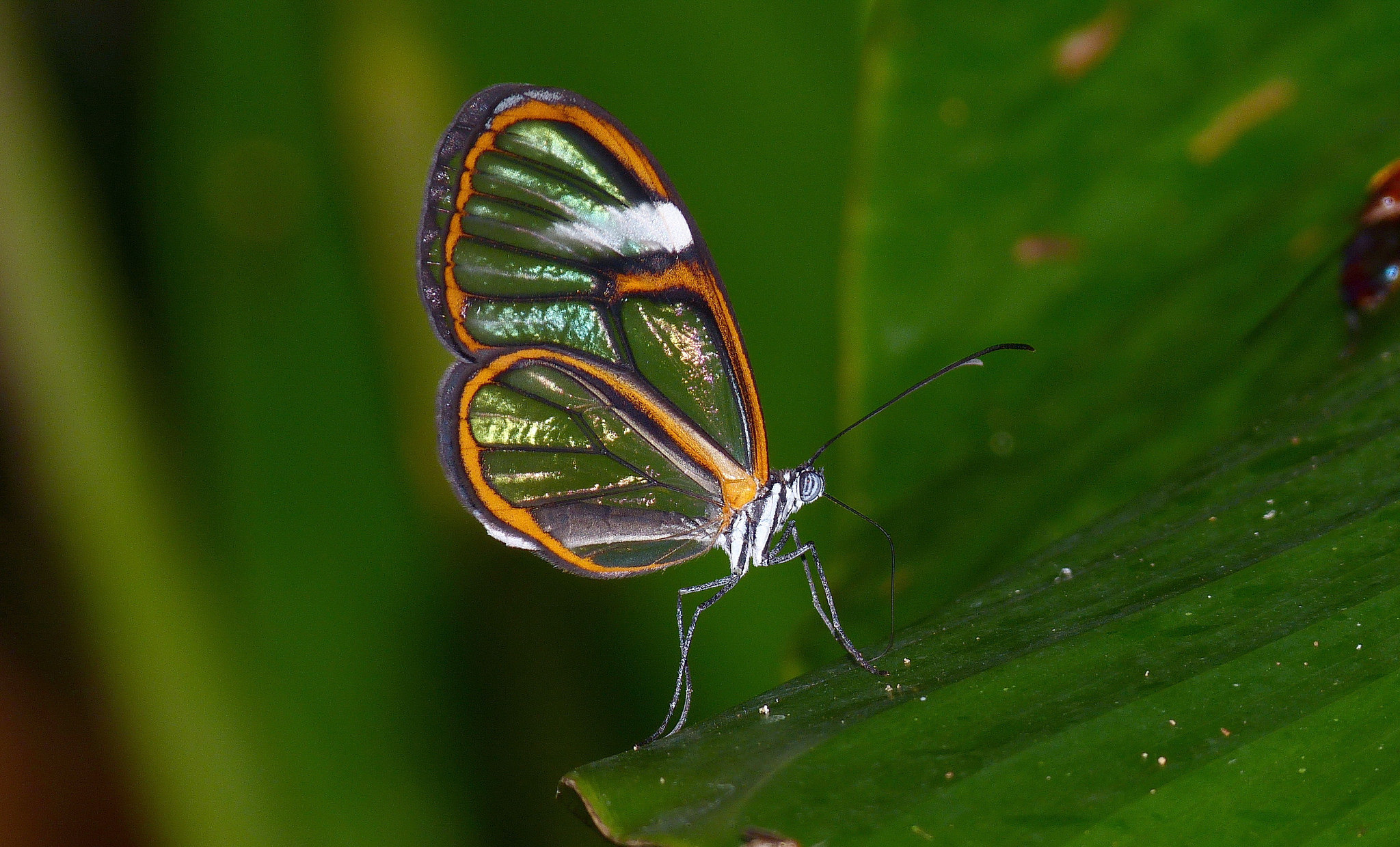 Papillon - Pérou Pseudoscada timna