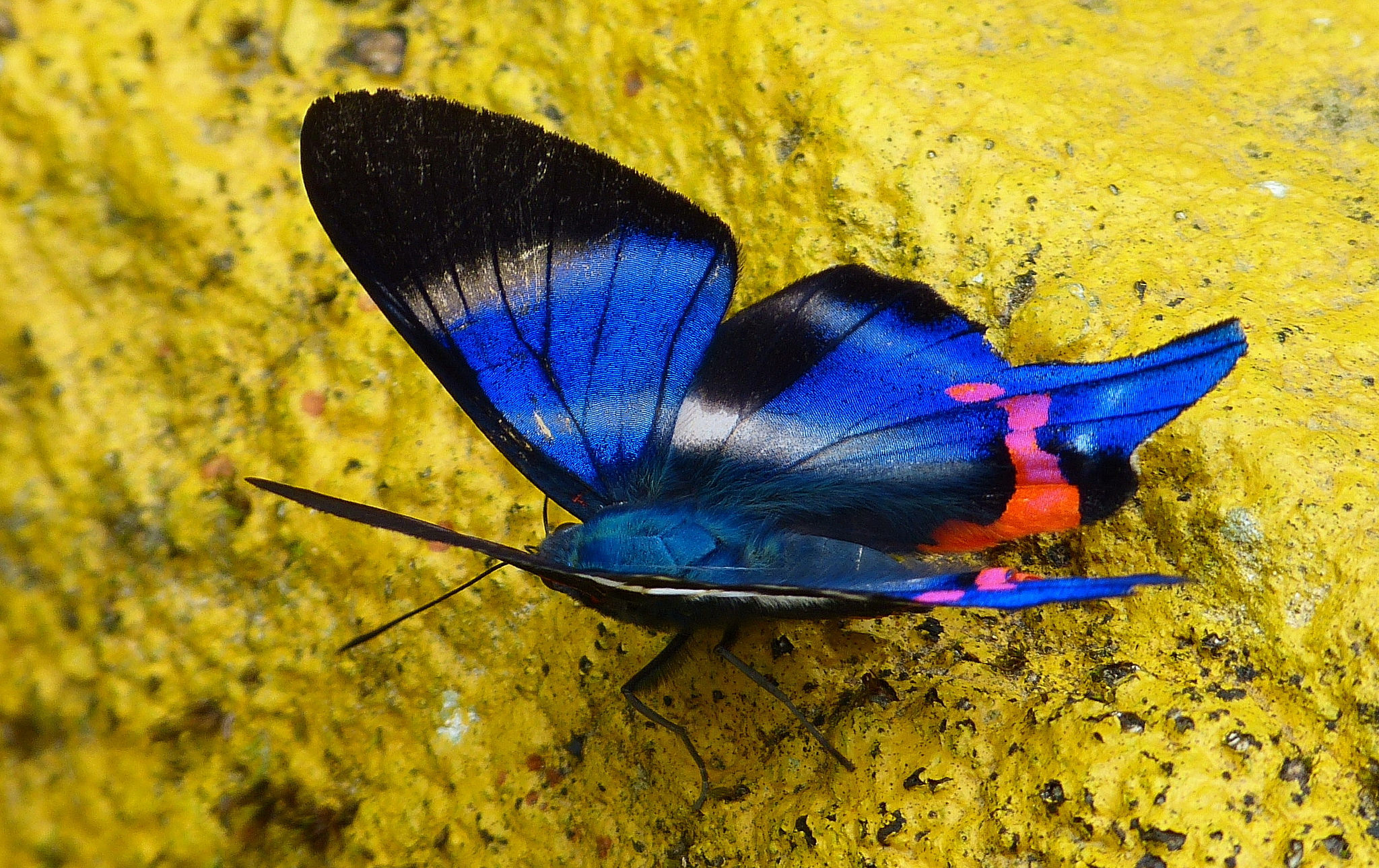 Papillon du Pérou